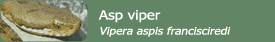 Asp viper (Vipera aspis francisciredi)