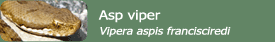 Asp viper (Vipera aspis francisciredi)