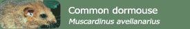 Common dormouse (Muscardinus avellanarius)