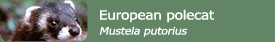 European polecat (Mustela putorius)