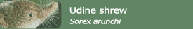 Udine shrew (Sorex arunchi)