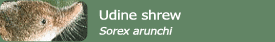 Udine shrew (Sorex arunchi)