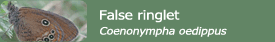 False ringlet (Coenonympha oedippus)