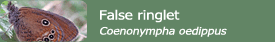 False ringlet (Coenonympha oedippus)