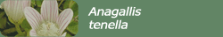 Anagallis tenella