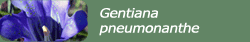 Gentiana pneumonanthe