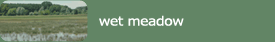 wet meadow