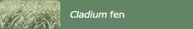 Cladium fen