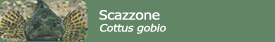 Scazzone (Cottus gobio)