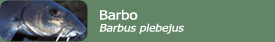 Barbo (Barbus plebejus)