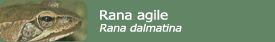Rana agile (Rana dalmatina)