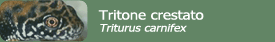 Tritone crestato (Triturus carnifex)
