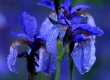(20) Iris sibirica - Zanini �