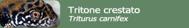 Tritone crestato (Triturus carnifex)