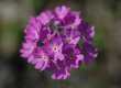 (29) Primula farinosa - D. Ota �
