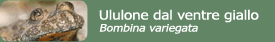 Ululone dal ventre giallo (Bombina variegata)
