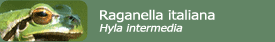 Raganella italiana (Hyla intermedia)