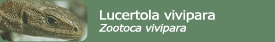 Lucertola vivipara (Zootoca vivipara carniolica)