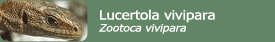 Lucertola vivipara (Zootoca vivipara carniolica)