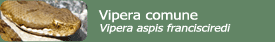 Vipera comune (Vipera aspis francisciredi)