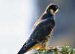 (112) Falco peregrinus - S. Zanini �