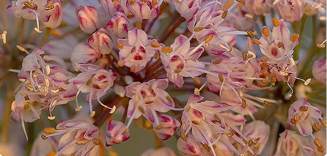 Allium suaveolens - S. Zanini �