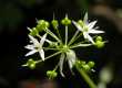 (2) Allium ursinum - S. Fabian �