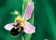 (24) Ophrys apifera - S. Zanini �