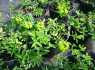 (11) Euphorbia villosa - Rocco �