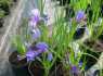 (12) Irisi sibirica - Life Friuli Fens �