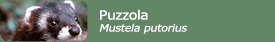 Puzzola (Mustela putorius)
