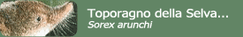 Toporagno della Selva di Arvonchi (Sorex arunchi)