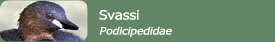 SVASSI (Podicipedidae)