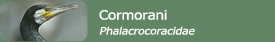Cormorani (Phalacrocoracidae)