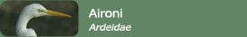 Aironi (Ardeidae)