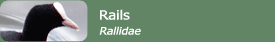 Rails (Rallidae)
