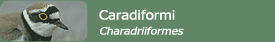 Caradriformi (Charadriiformes)