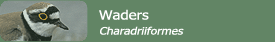 Waders (Charadriiformes)