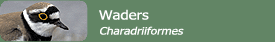 Waders (Charadriiformes)
