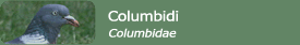 Columbidi (Columbidae)