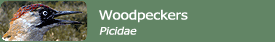 Woodpeckers (fam. Picidae)