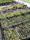 (1) Primula farinosa, prodotta in vivaio e pronta per essere trasferita nei siti ripristinati