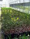 (2) Erucastrum palustre ed Armeria helodes, piante endemiche di interesse comunitario prioritario