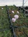 (3) Erucastrum palustre ed Armeria helodes, piante endemiche di interesse comunitario prioritario
