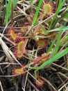(4) Primi risultati degli sfalci in torbiera: aumento della ricchezza floristica. (foto di Drosera rotundifolia).