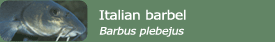 Italian barbel (Barbus plebejus)