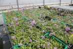 (5) fioritura di Primula farinosa in serra