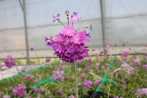 (6) Primula farinosa flowering in the greenhouse