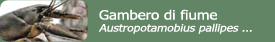 Gambero di fiume (Austropotamobius pallipes fulcisianus)
