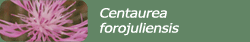 Centaurea forojuliensis